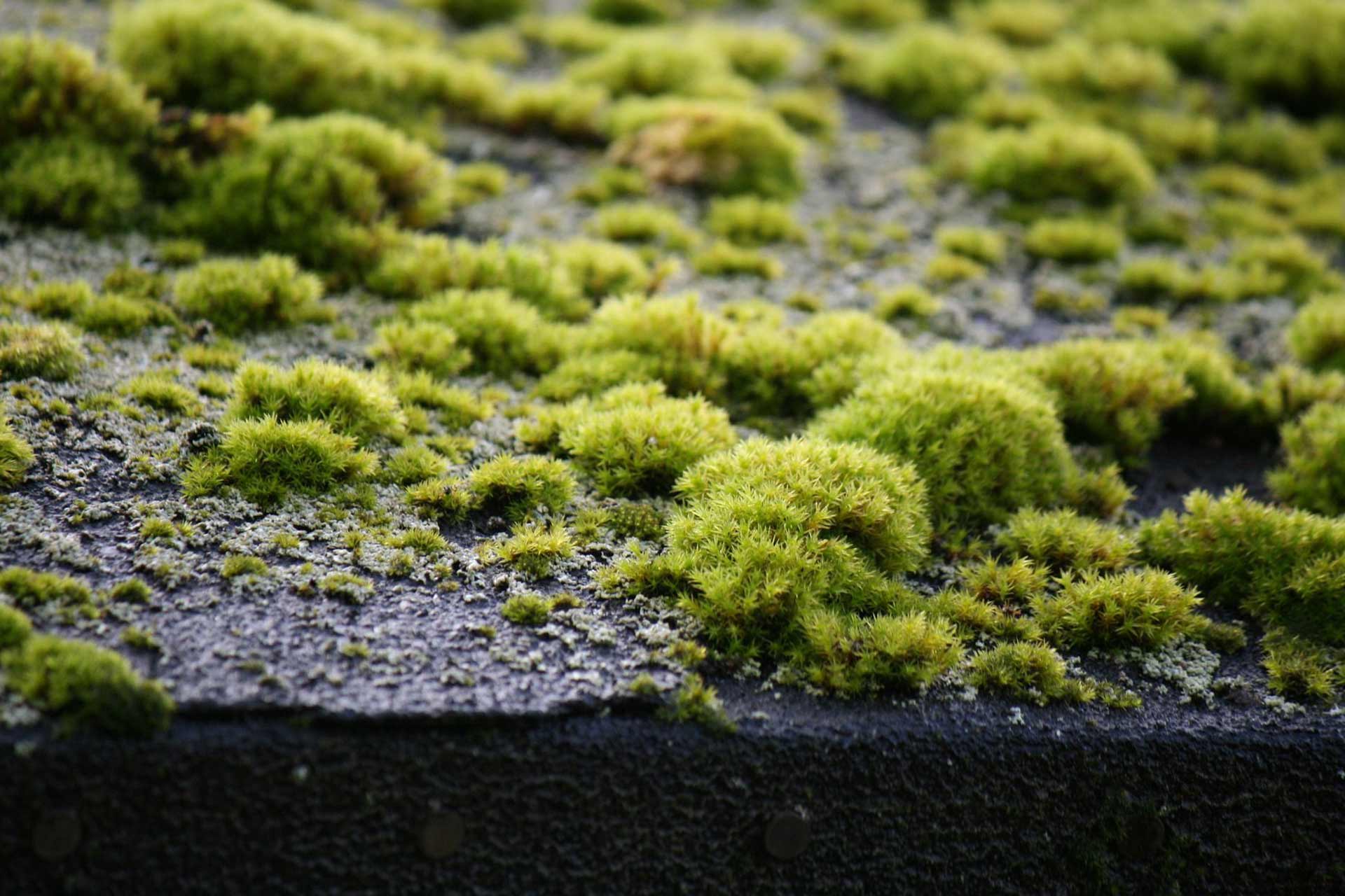 Moss Removal in Local